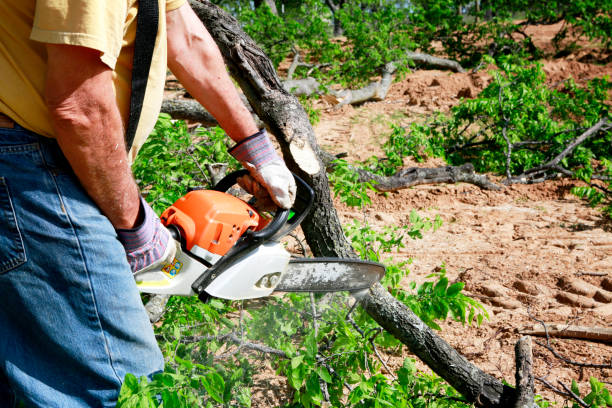 Reliable Du Quoin, IL Tree Service Solutions